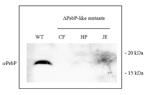 western blot detection using anti-PsbP-like antibody